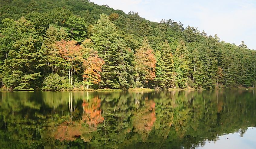 Fall Leaves, Watoga State Park, West Virginia