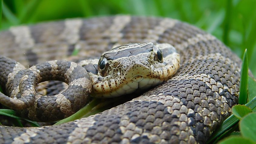 Eastern hog-nosed snake