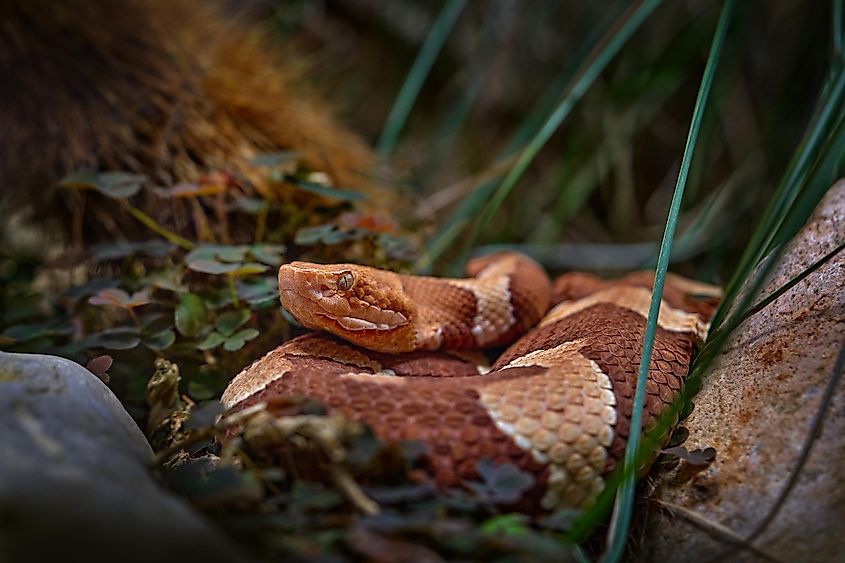 Trans-Pecos Copperhead Agkistrodon contortrix pictigaster.