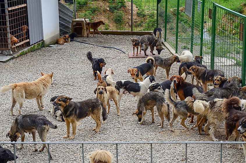 Dogs at a shelter