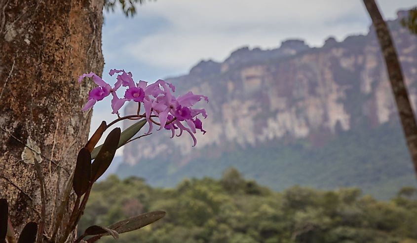 Orquídea púrpura salvaje con tronco y montaña al fondo