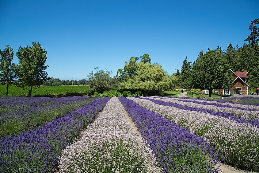 Lavender farm in Sequim, Washington.