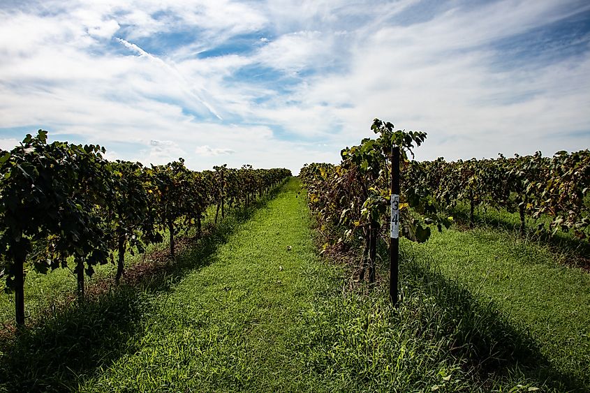 Vineyard fields in Altus, Arkansas.