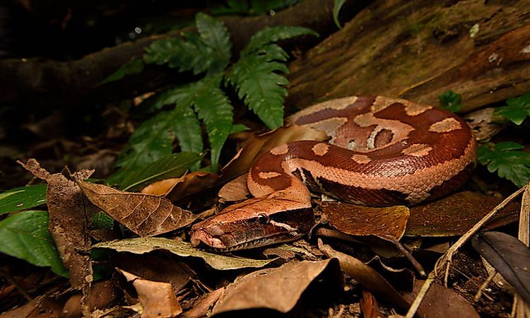 A blood python on leaf litter showing its heavy build and dark red blotches.