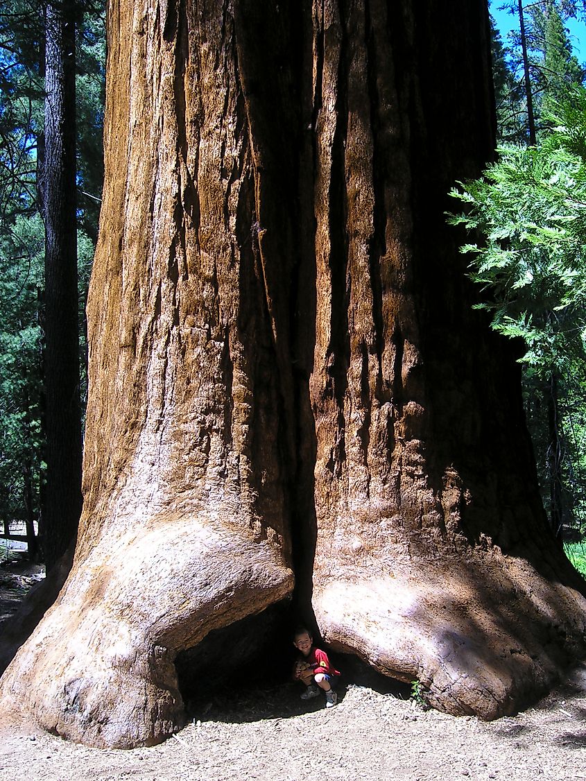 The Proclamation Tree, a giant sequoia under which Giant Sequoia National Monument was established.