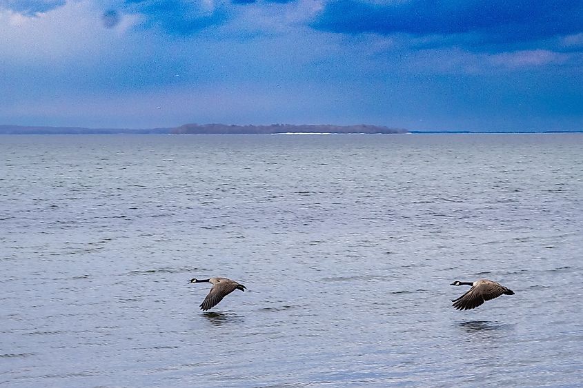 Low flying geese over northern Lake Champlain.