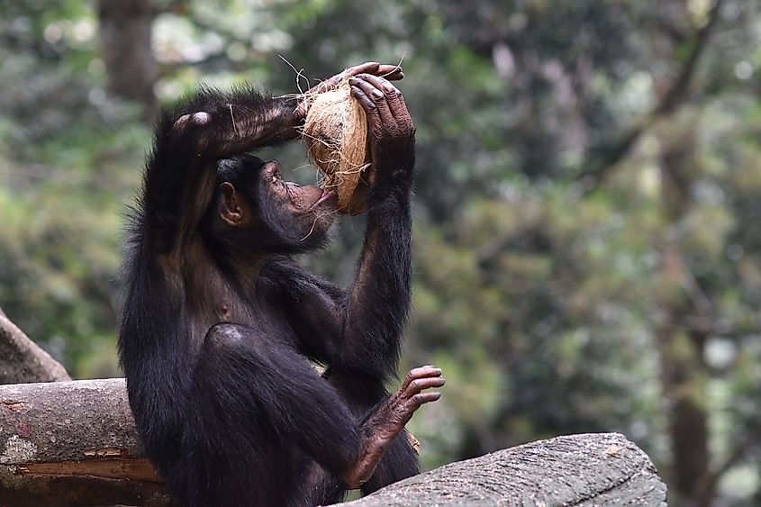A chimpanzee drinking coconut water.