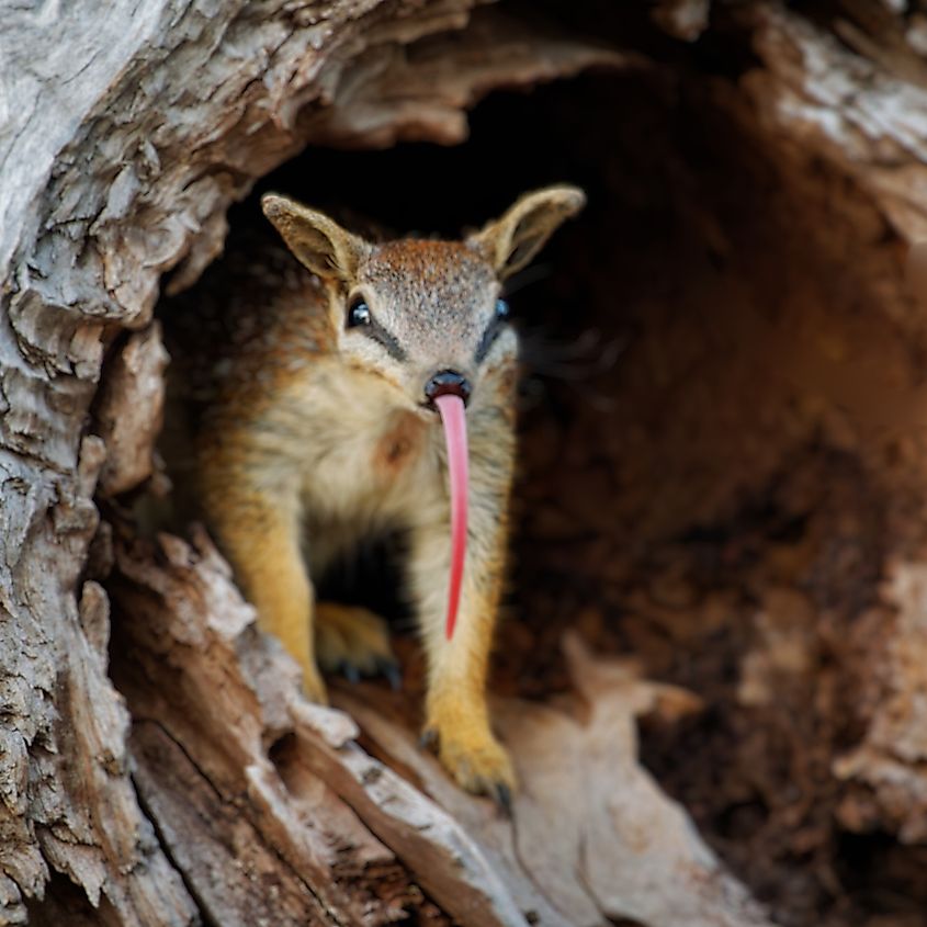 The numbat uses its long tongue to feed on termites.