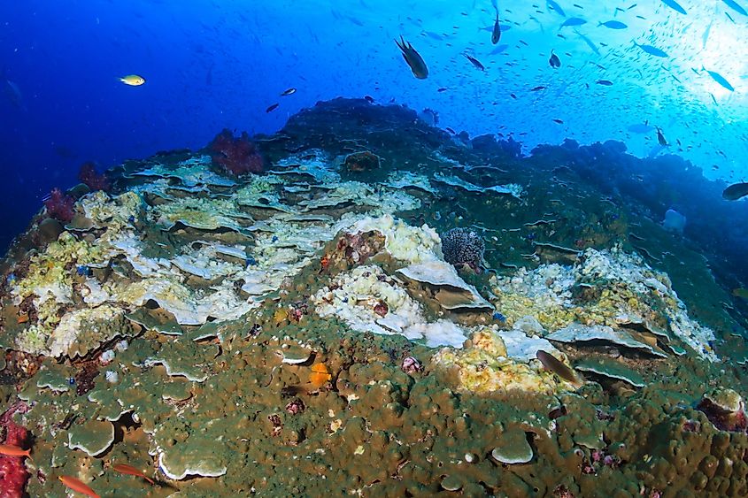 Bleaches corals in the Andaman Sea.