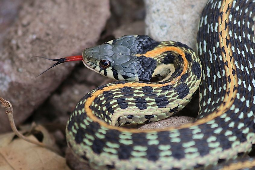 Black-necked Gartersnake Thamnophis cyrtopsis.
