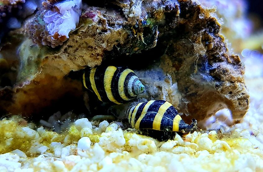 Bumble bee snails