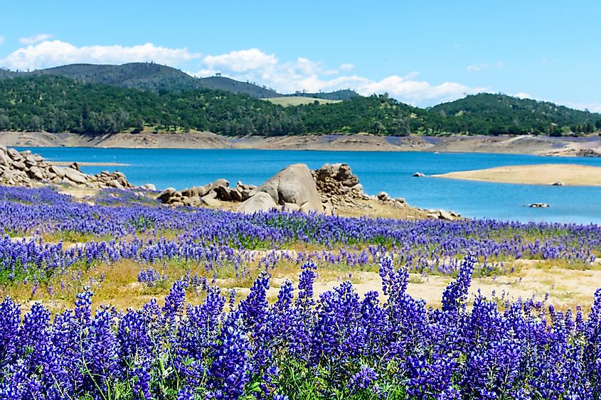 Wildflower lupines super bloom purple fields on the scenic shore of drained Folsom Lake, California.