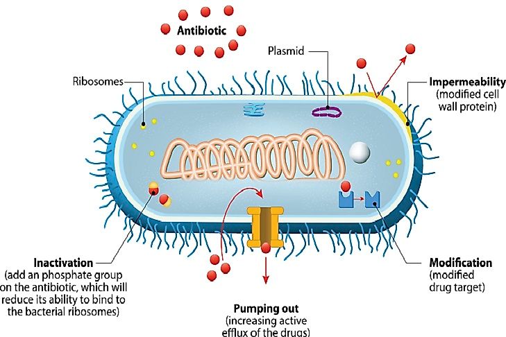 Role Of Nurse Practitioners In Antimicrobial Resistance