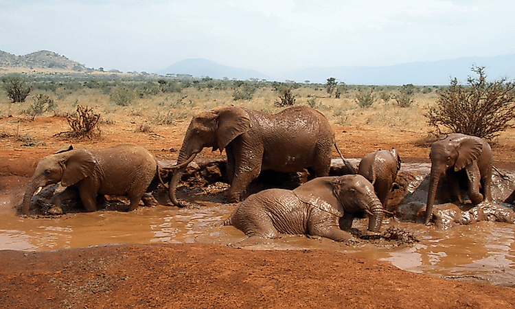 How Many Types Of Elephants Are There? - WorldAtlas How Many Types Of Elephants Are There? - WorldAtlas