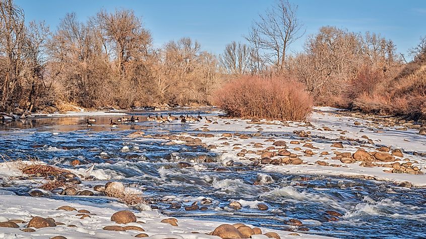 An early winter morning view of the Cache La Poudre River with Canadian Geese at Colorado foothills