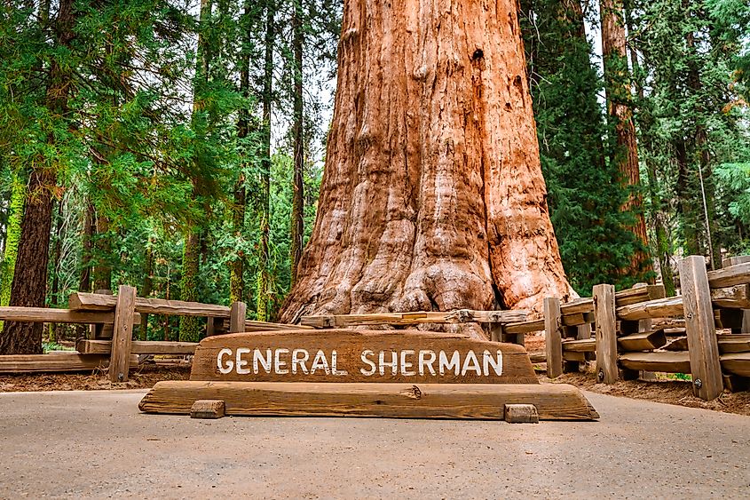 The General Sherman Tree in Sequoia National Park is the largest tree on Earth by volume. Credit: Ivanova Ksenia/Shutterstock.com