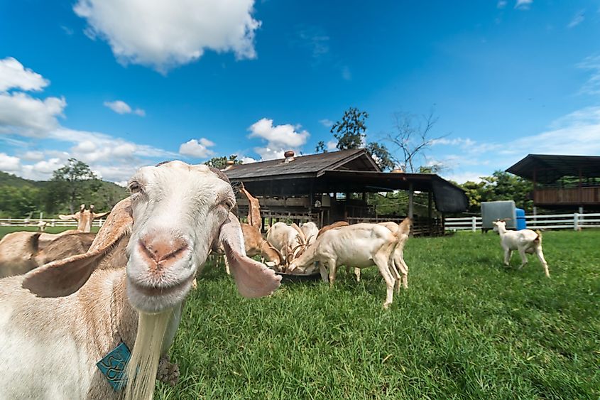 goats in a pasture in Chiangmai, Thailand