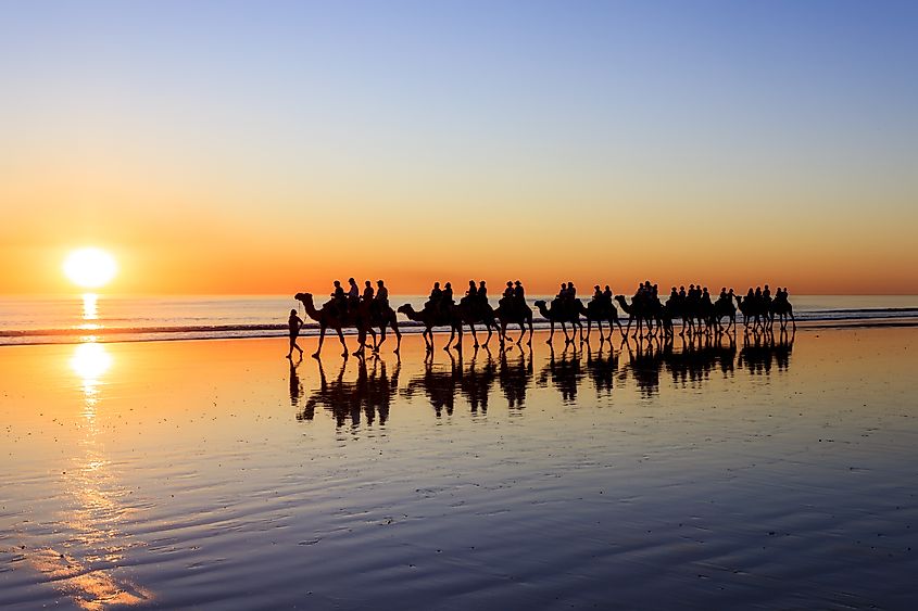 Camels on the beach at sunset in Broome, Western Australia