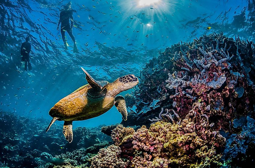 Great Barrier reef turtle