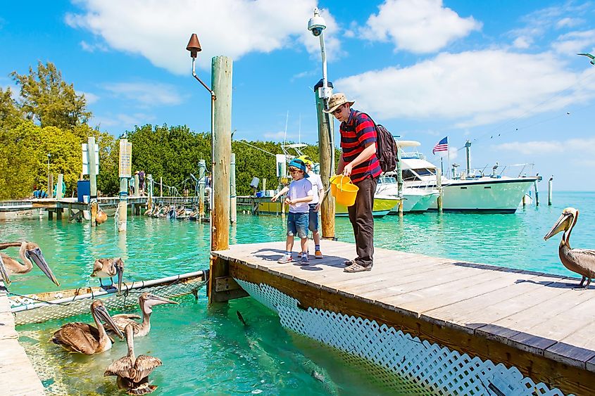 Young father and two little kid boys feeding fishes and big brown pelicans in port of Islamorada, Florida Keys. Man and his sons, preschool children having fun with observing animals.