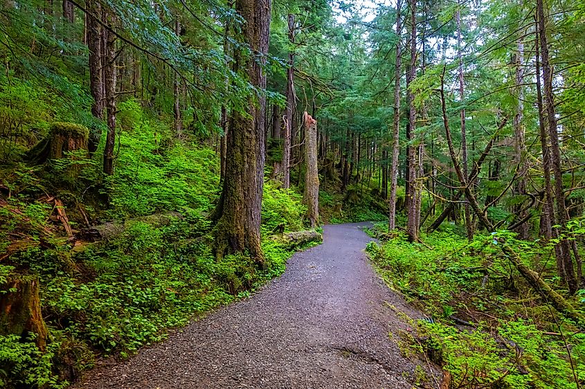 A forest path in Alaska.
