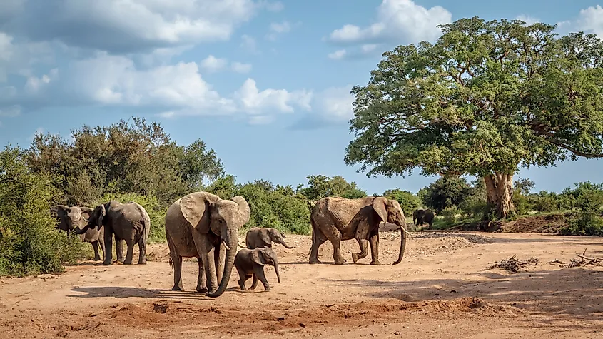 African bush elephant group with calf walking in dry riverbed in Kruger National park, South Africa