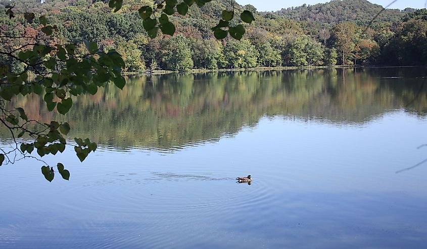 A sunny day at Radnor Lake State Park near Nashville, Tennessee with a duck in the water