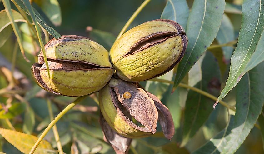 Ripe pecan nuts (Carya illinoinensis) on the tree, with husks open, ready for harvest.
