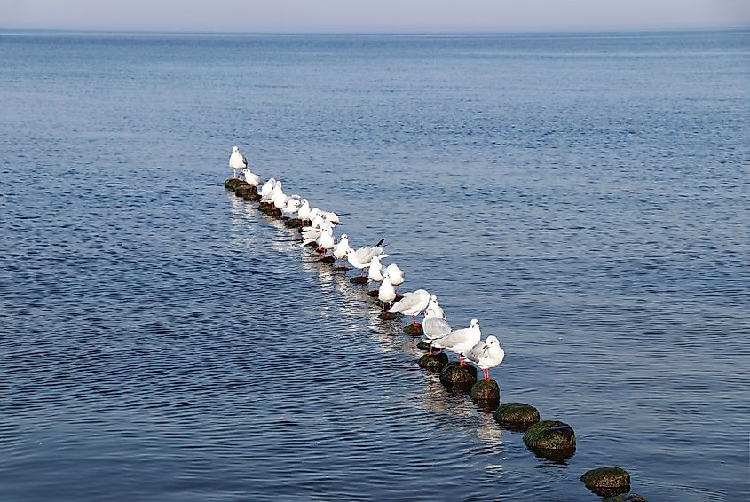 Baltic Sea animals