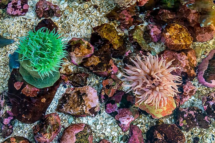 A Couple of Sea Anemone in a Shallow Tidal Pool