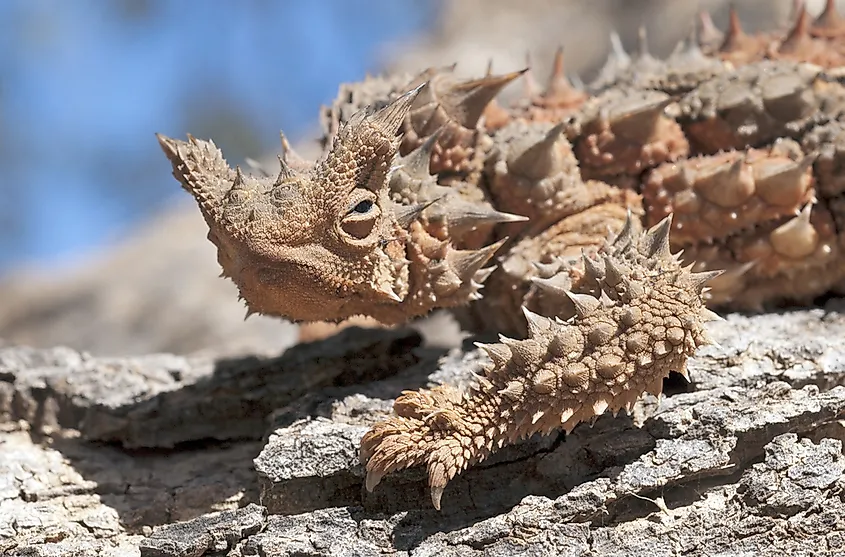 A thorny devil lizard in red sand