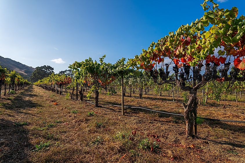 Ripe grapevines ready for harvest in Buellton, California.