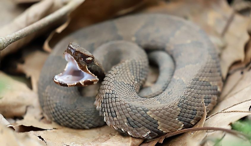 Side view of a Cottonmouth snake, ready to strike