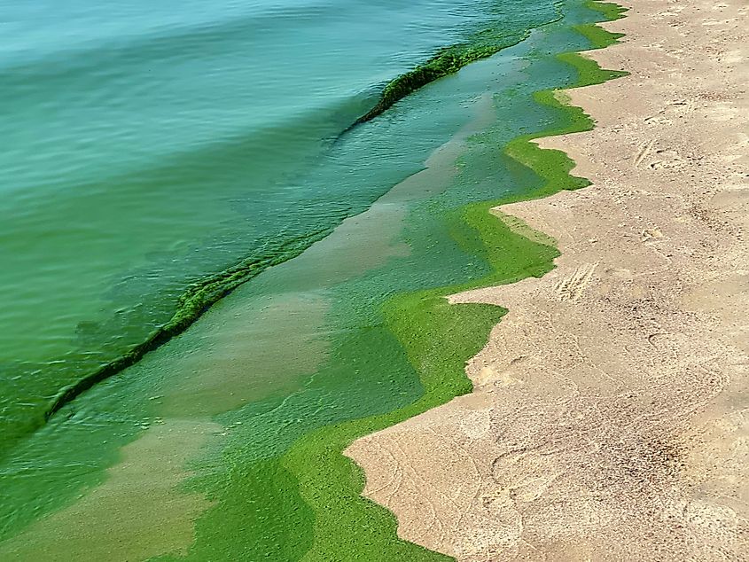 View of eutrophication taking place on a body of water.