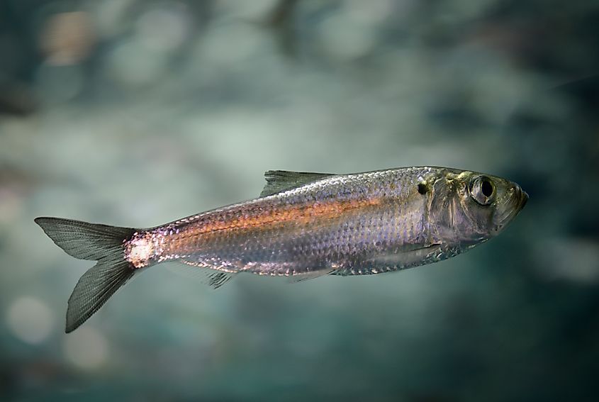 Swimming juvenile Alewife