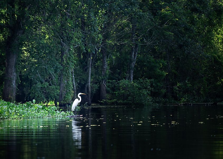 A heron sitting by the water in the Atchafalaya Basin, Louisiana.