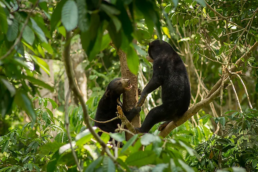Mother and cub in the trees
