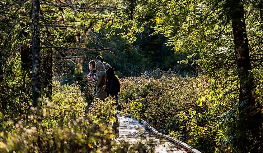 Group of people tourists standing on trail boardwalk in autumn fall at Cranberry Glades Wilderness, West Virginia at Allegheny mountains Monongahela national forest