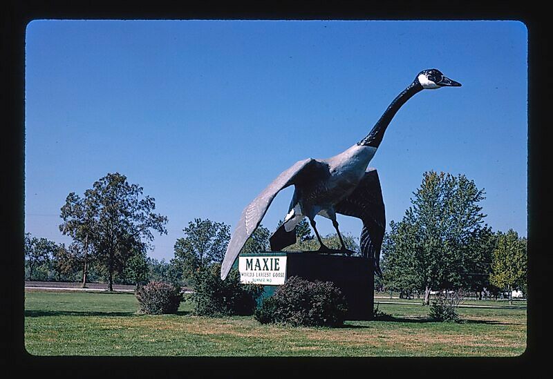 Maxie, the world's largest goose in Sumner, Missouri.