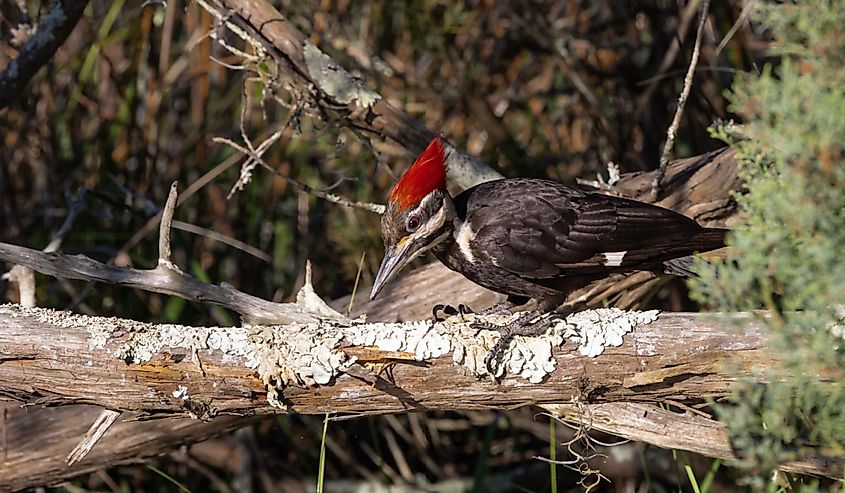 A ivory-billed woodpecker on old wood looking for food.