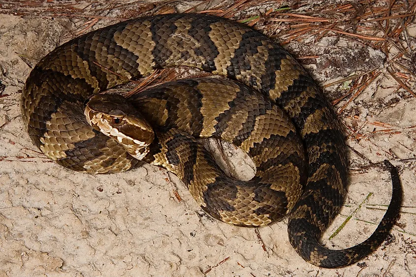 Eastern Cottonmouth (Agkistrodon piscivorus).