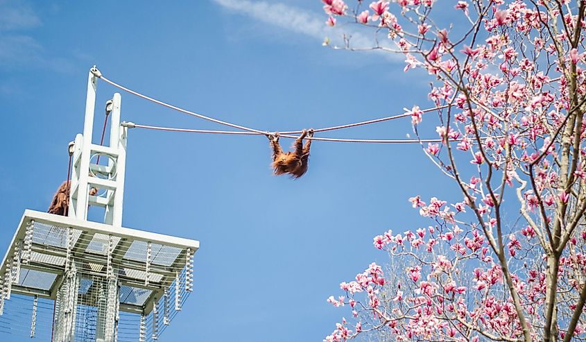 A monkey on a rope in the cherry blossoms at the Smithsonian National Zoological Park, Washington DC. USA