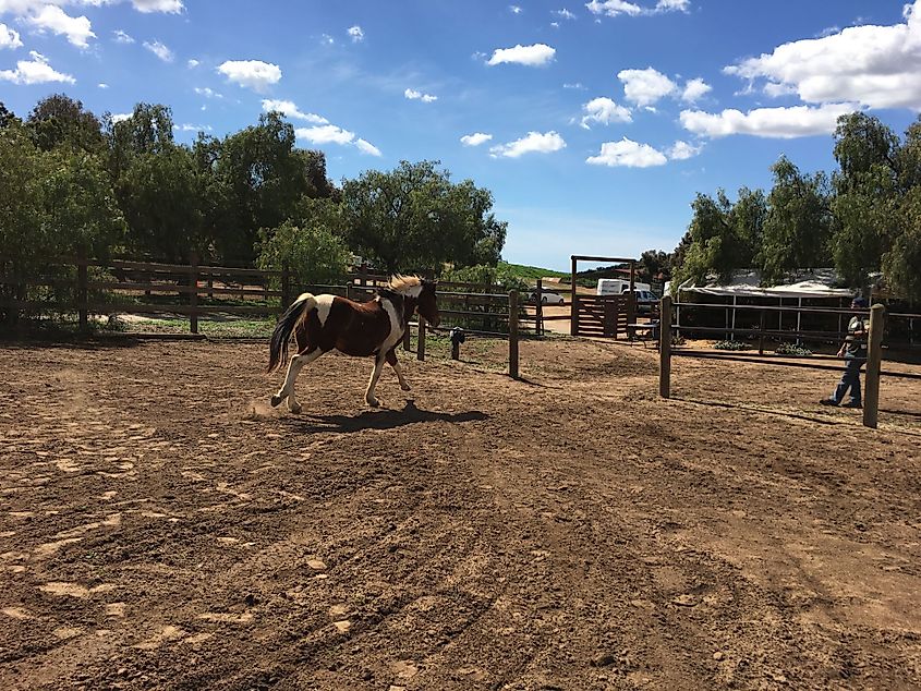 Paint horse running to pasture in Bonsall, California