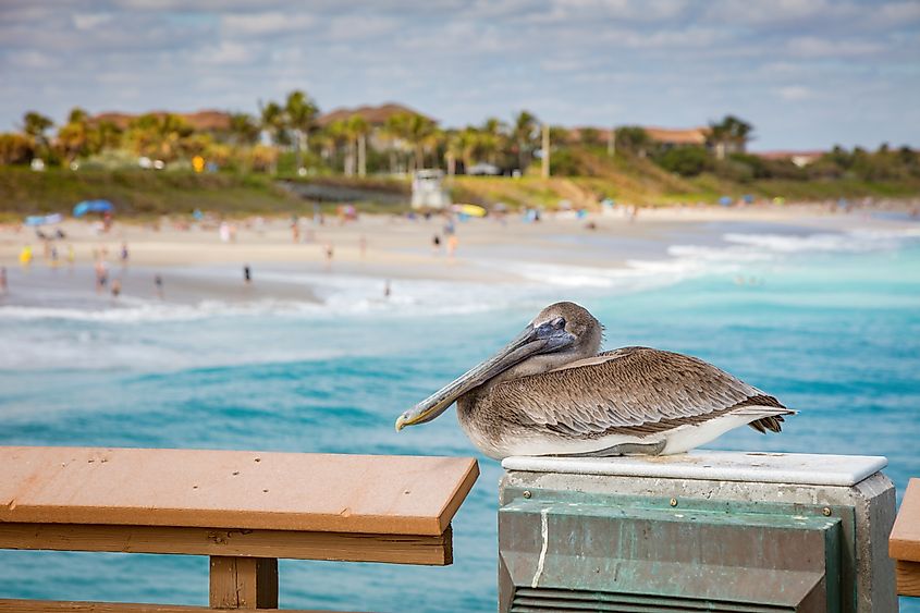 Pelican guarding Juno Beach Pier. Juno Beach, Florida,