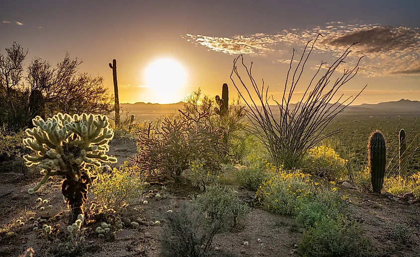 Saguaro NationalPark