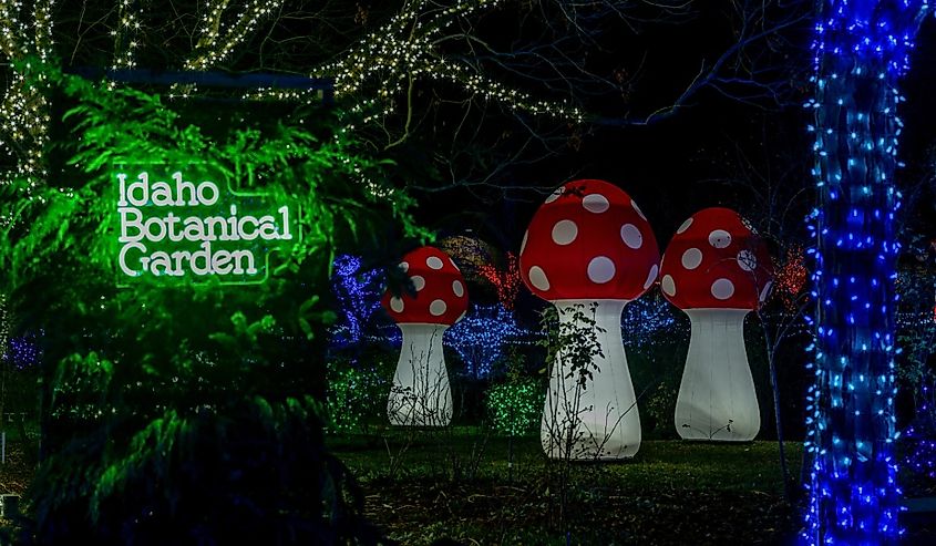  Holiday celebration ins lights at a local Botanical Garden, Boise, Idaho.