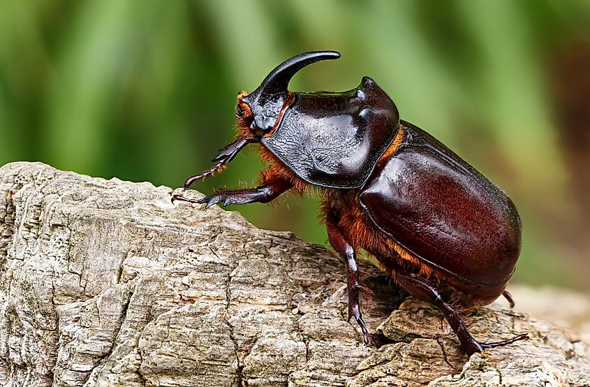 insect that is capable of carrying objects that are 850 times heavier than its body.