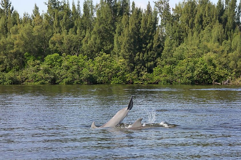 Dolphins swimming in Indian River Lagoon