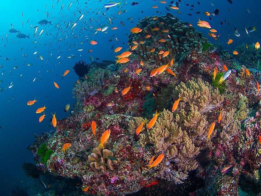 Coral reefs in Andaman Sea.