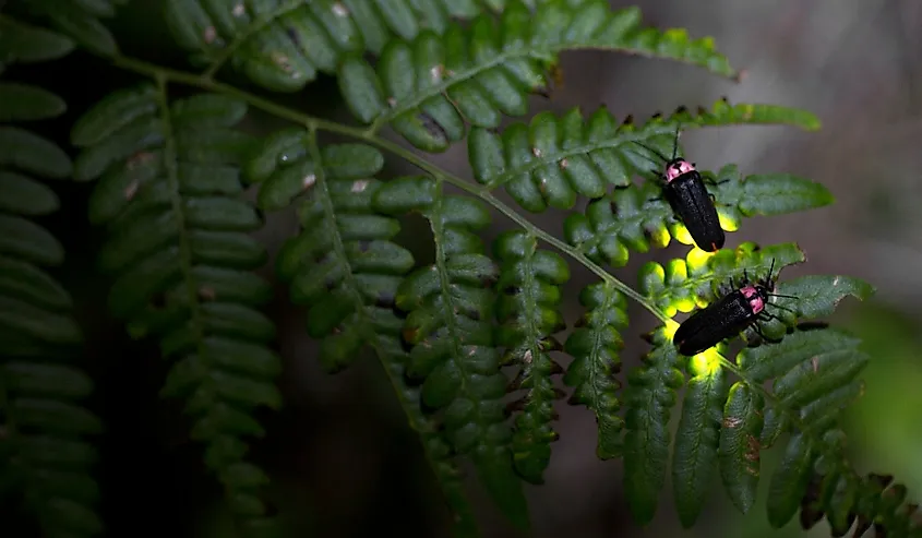 A firefly is emitting light.
